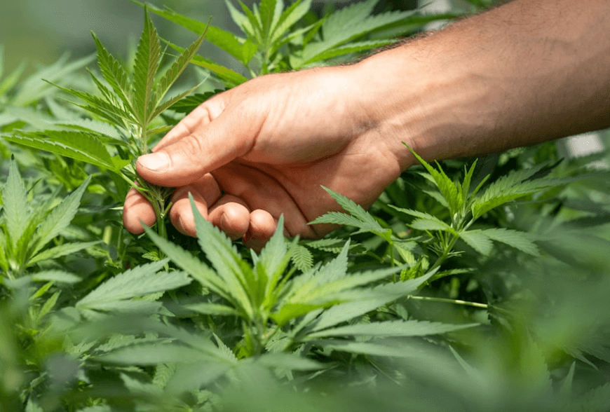 CBD Hemp Flowers ? Benefits ? Effects ? Content ? Safe use ?