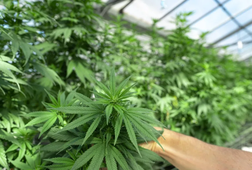 The Potential Therapeutic of Cannabis light (CBD Flowers)