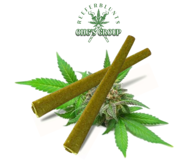Amnesia White – Dutch Blend Terpene & Kief-Infused Blunt
